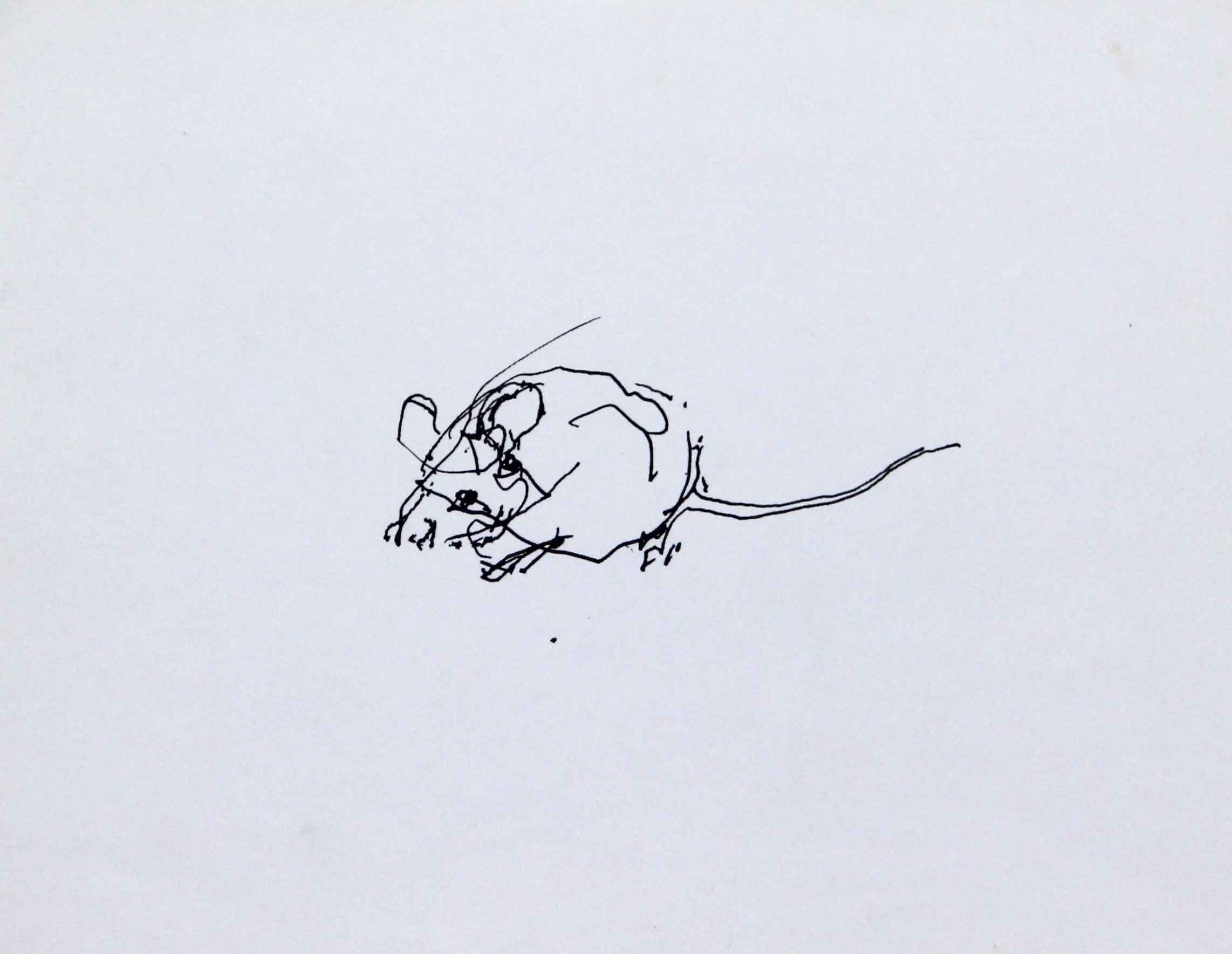 Mouse VII drawing by John Berger © John Berger Estate